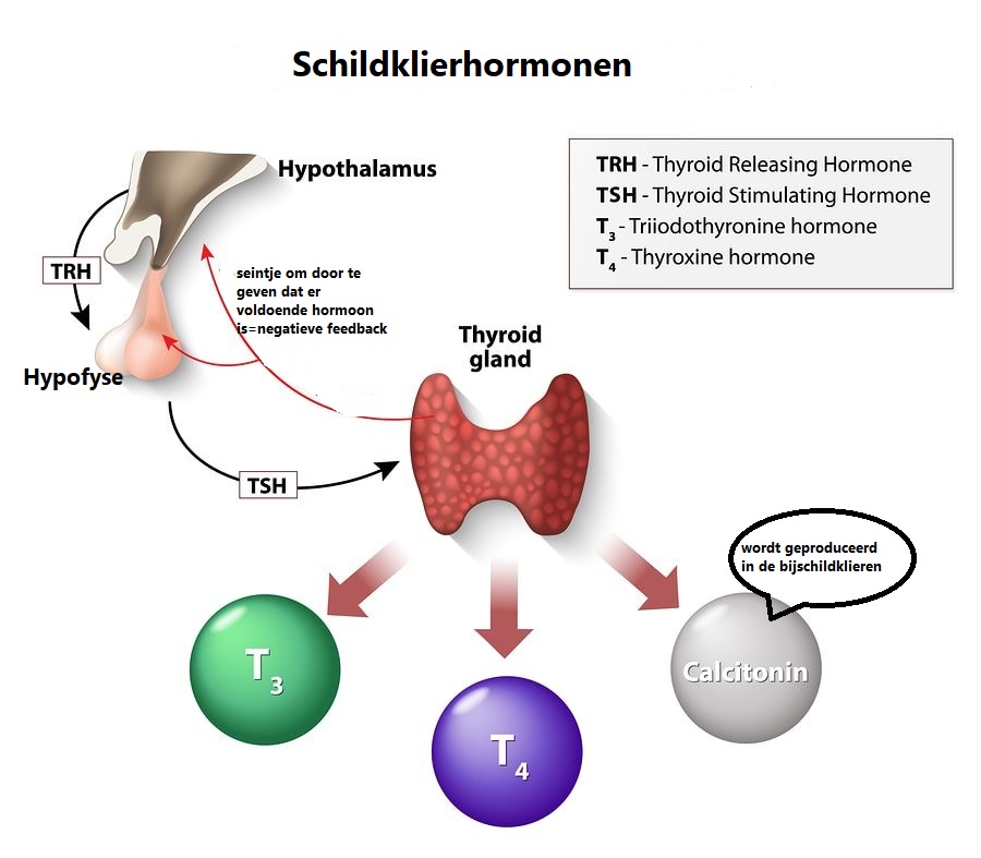  Schildklier Hypofyse  thumbnail